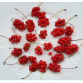 Chinese Wu wei zi Fructus Chinensis Schisandrae traditional herb Dried Schisandra